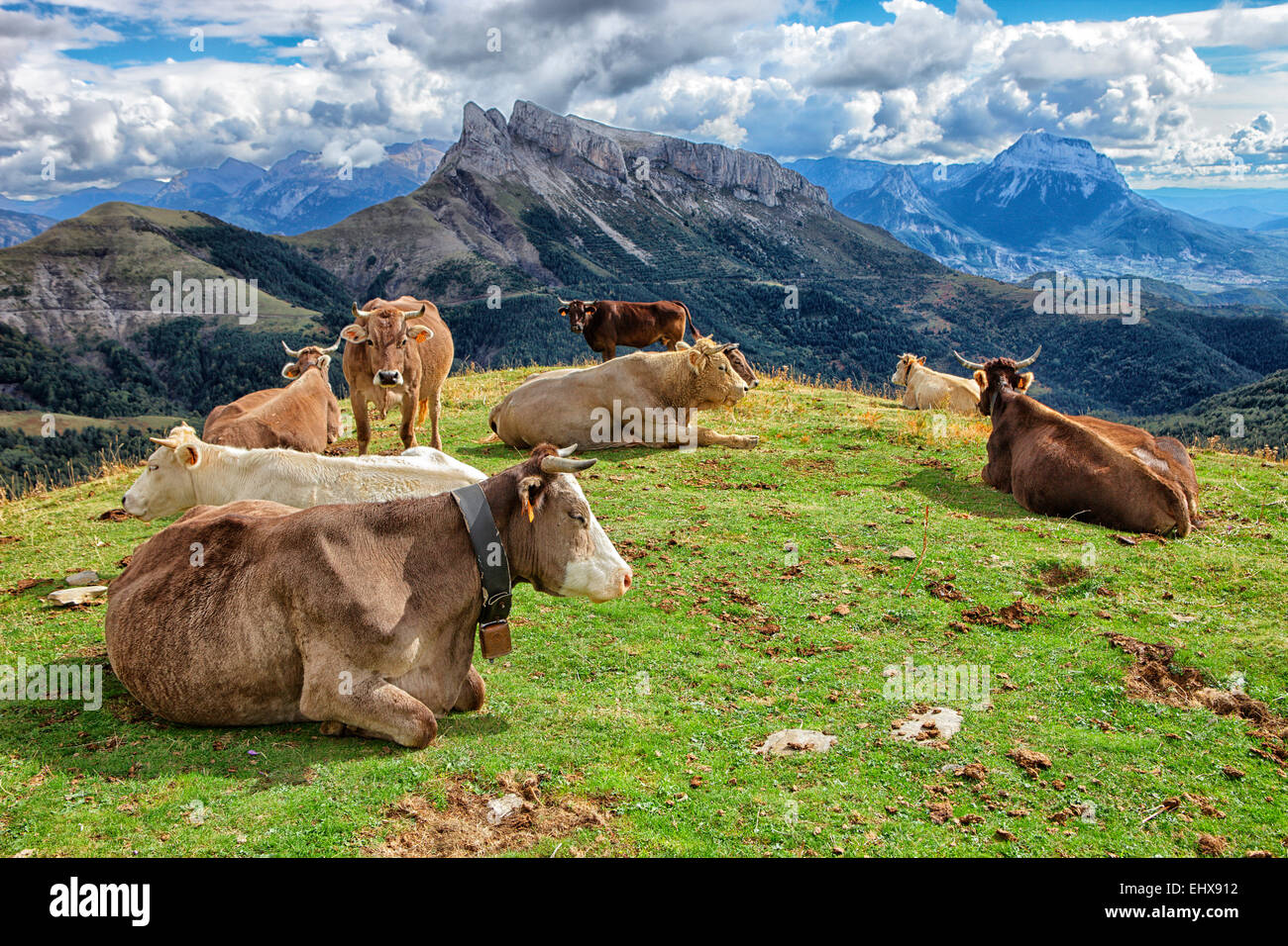 Spanien, Huesca, Vieh auf der Weide im oberen Tal des Anisclo Stockfoto