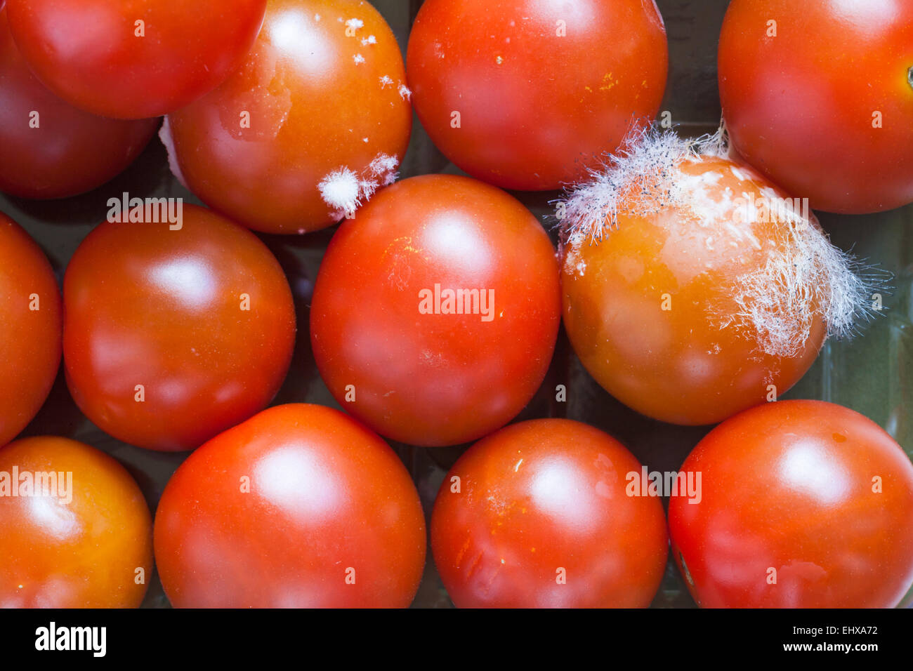 Nahaufnahme der verschimmelte Tomaten Schimmel auf Tomaten - Blick von Oben nach Unten Stockfoto