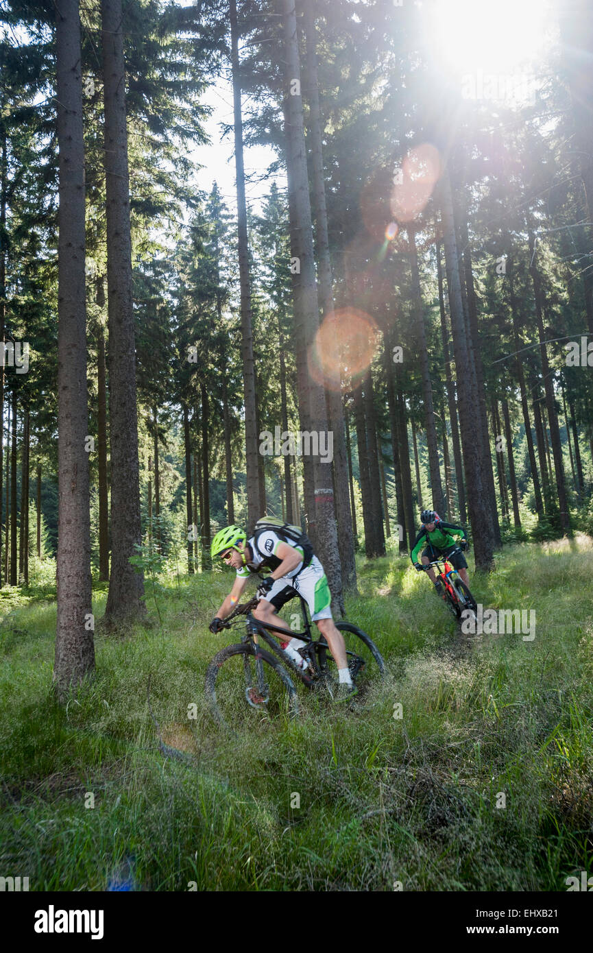 Mountainbiker fahren im Wald, Erzgebirge, Sachsen, Deutschland Stockfoto