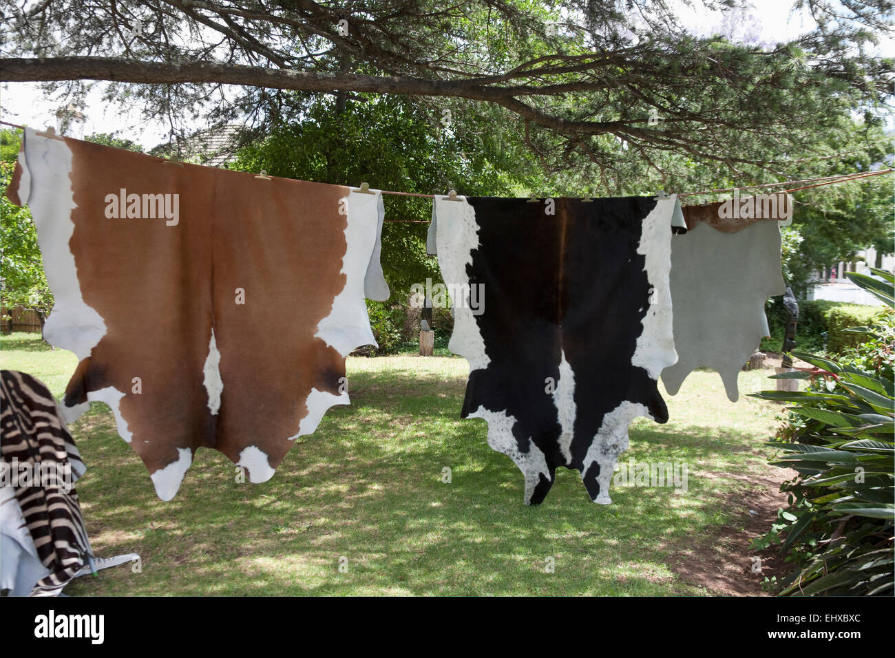 Tierhäute hängen zum Trocknen, Franschhoek, Südafrika Stockfoto