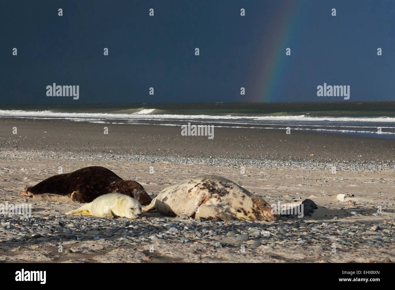 Graue Dichtung grau Seal Halichoerus Grypus Familie Strand Helgoland Deutschland Stockfoto