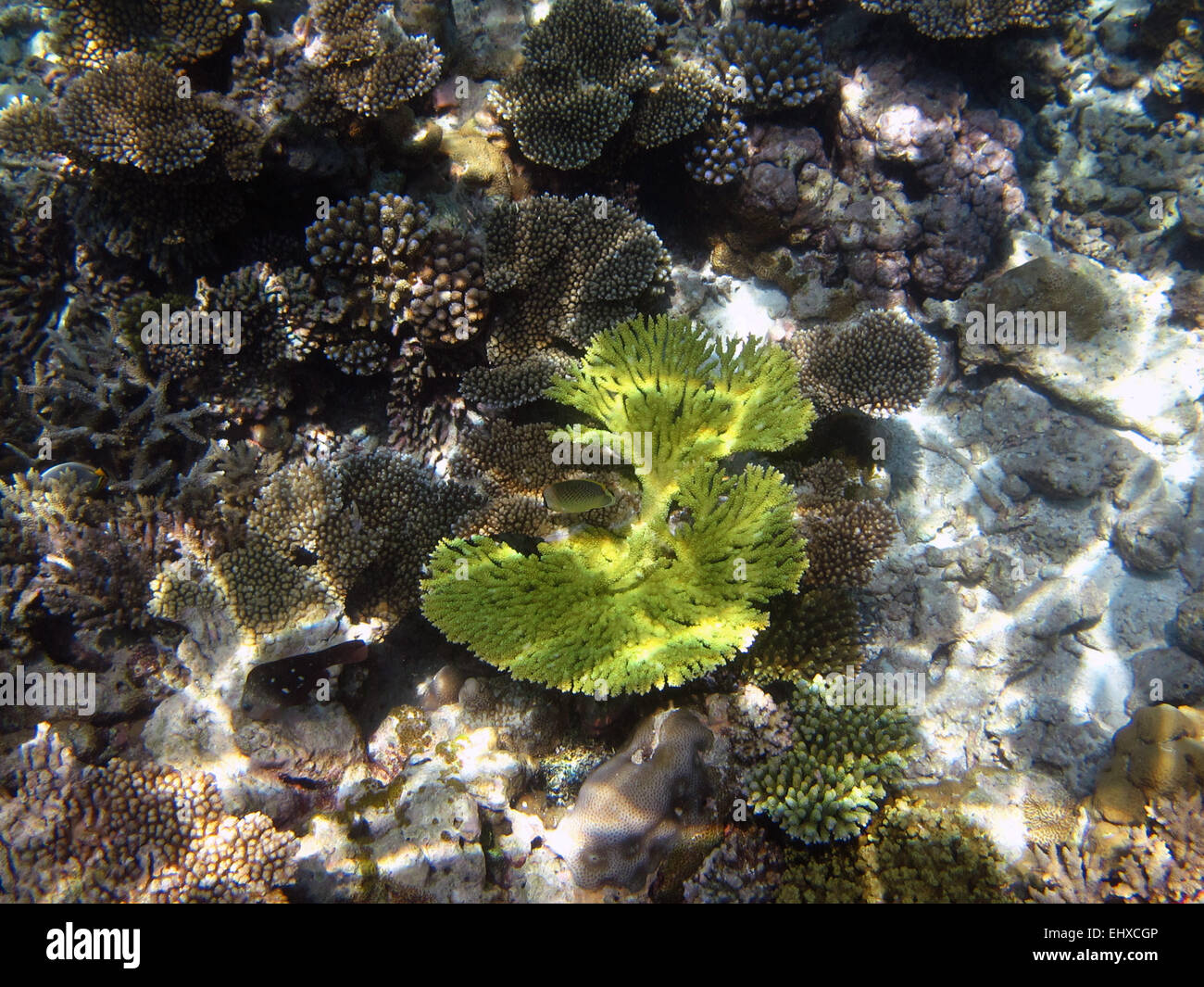 Blatt-Korallen (Agaricia) und Porites Korallen auf ein Riff auf den Malediven Stockfoto