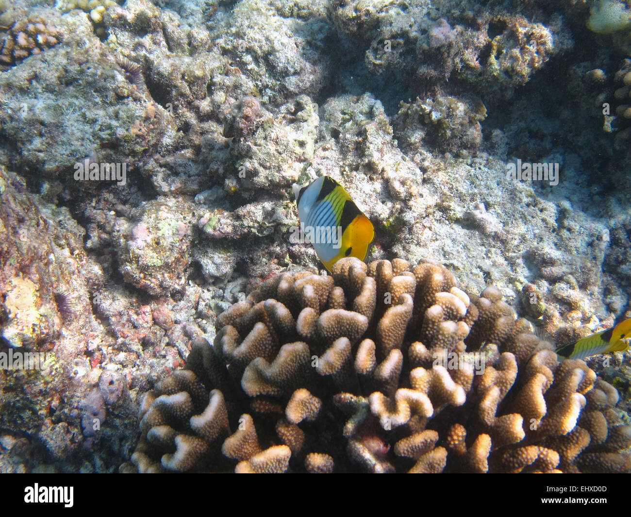 Doppel-gesattelt Butterflyfish auf ein Korallenriff auf den Malediven Stockfoto