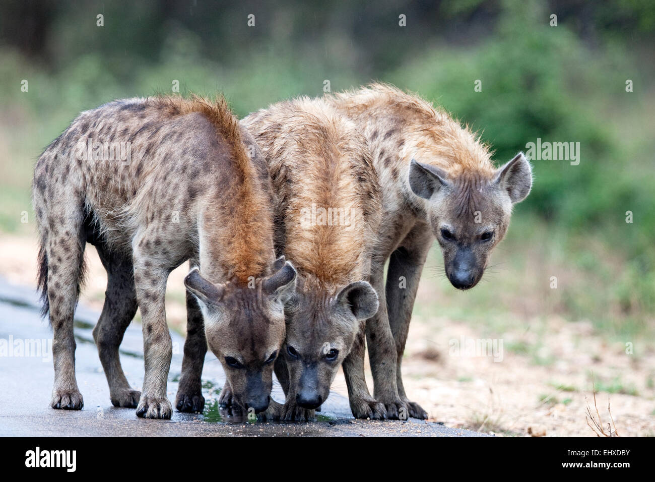 Drei gefleckte Hyänen auf der Straße, Krüger Nationalpark, Südafrika Stockfoto