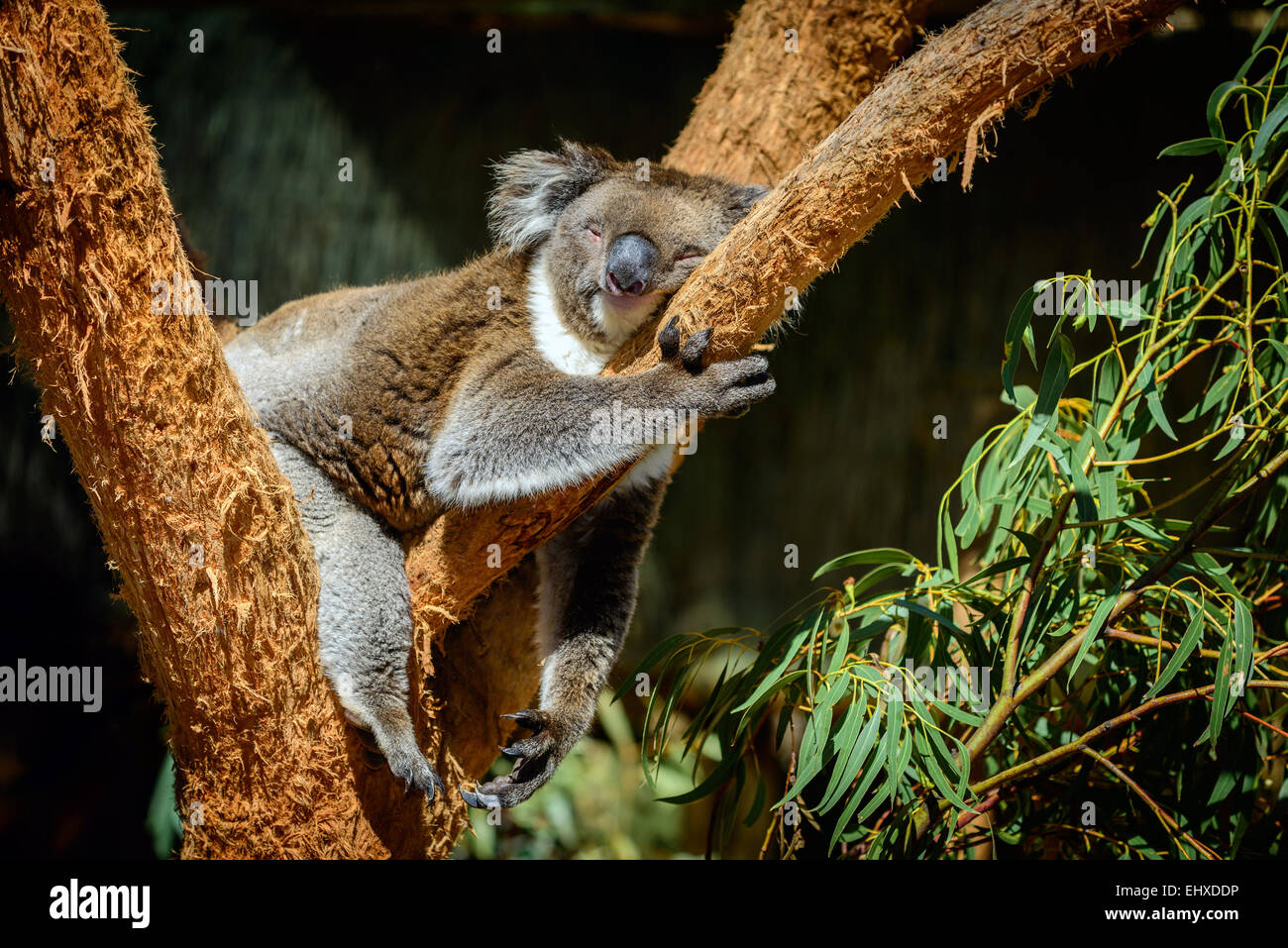 Schlafender koala Stockfoto