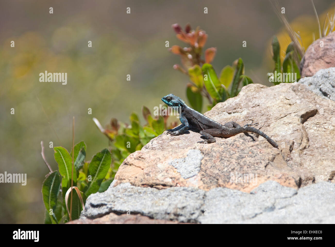 Nahaufnahme der Eidechse auf einem Felsen, Südafrika Stockfoto
