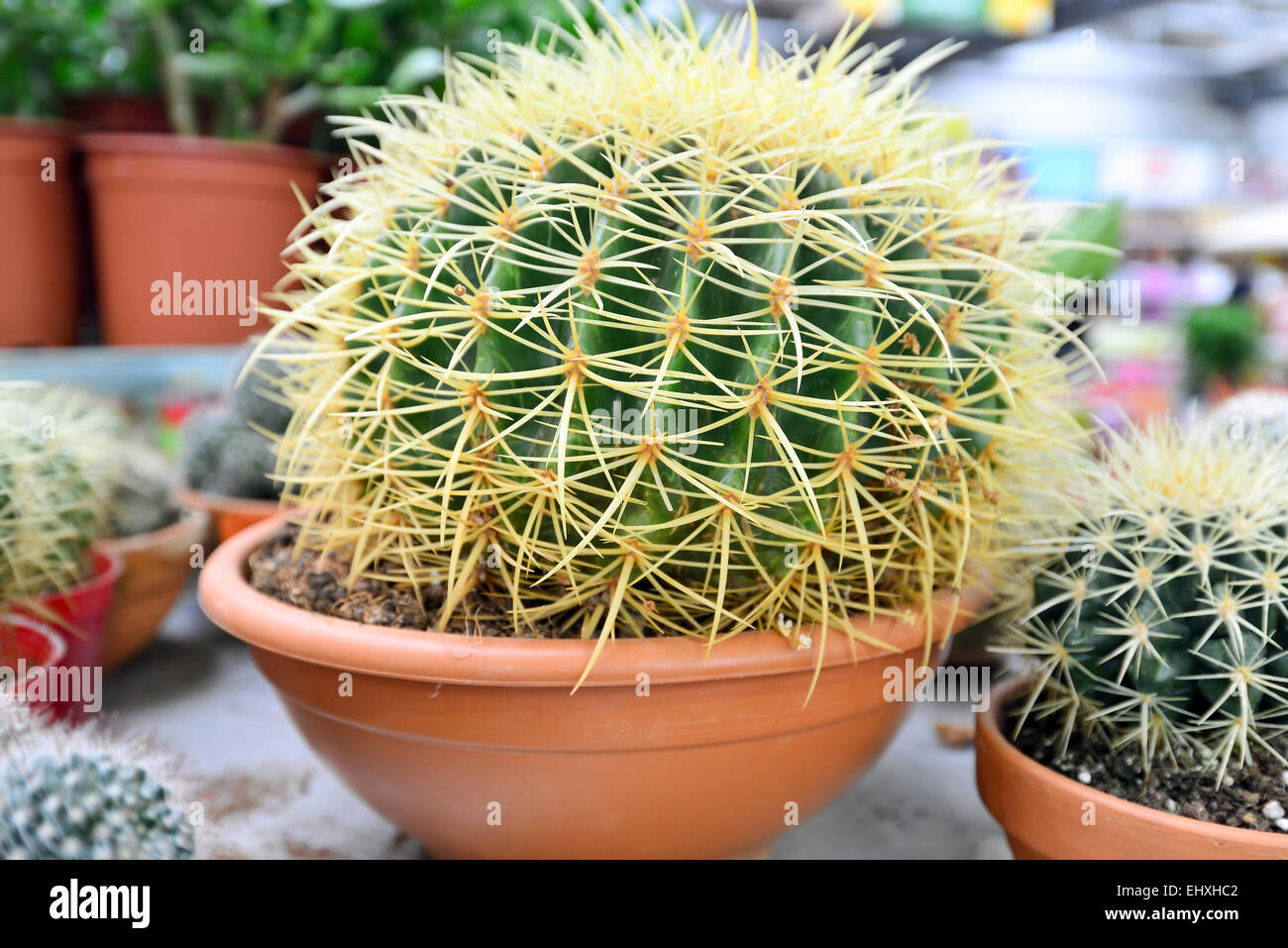 Blumentopf mit Vielzahl von Sukkulenten Pflanzen vorrätig Stockfoto