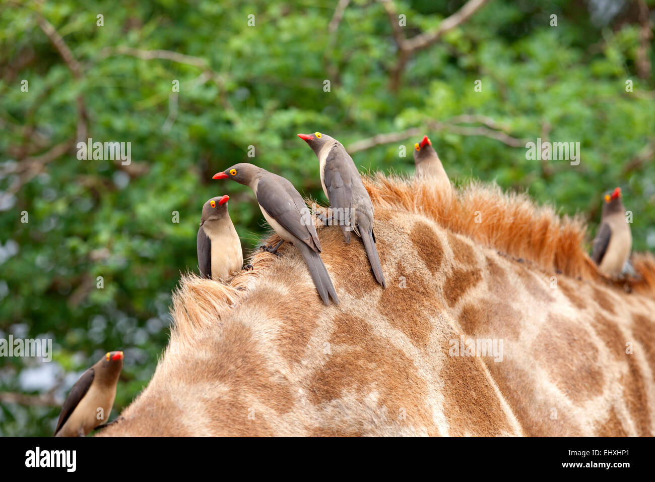 Rot-billed Oxpeckers (Buphagus Erythrorhynchus) hocken auf Giraffe (Giraffa Plancius), Südafrika Stockfoto