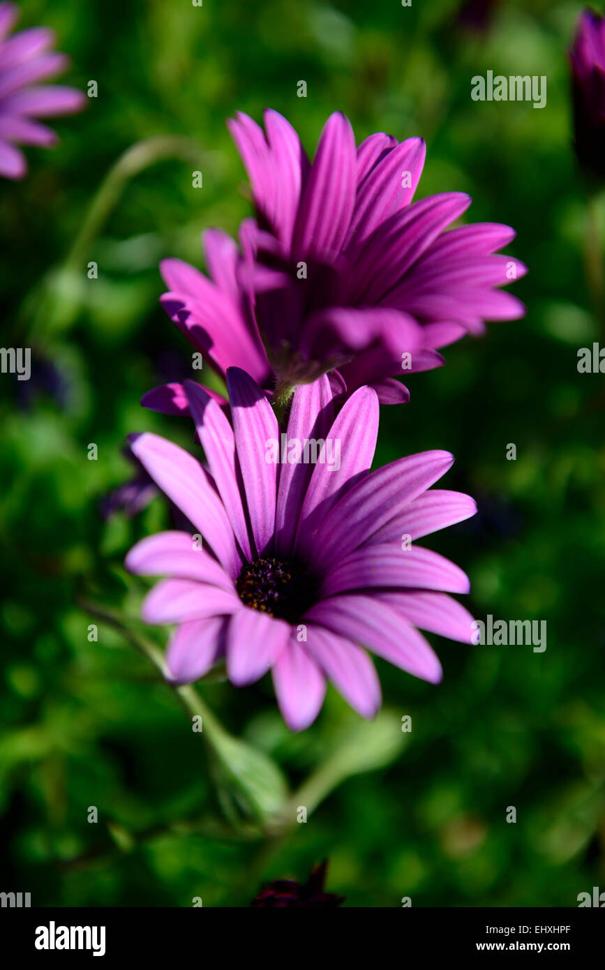 Osteospermum Ecklonis Gänseblümchen Blumen Stockfoto
