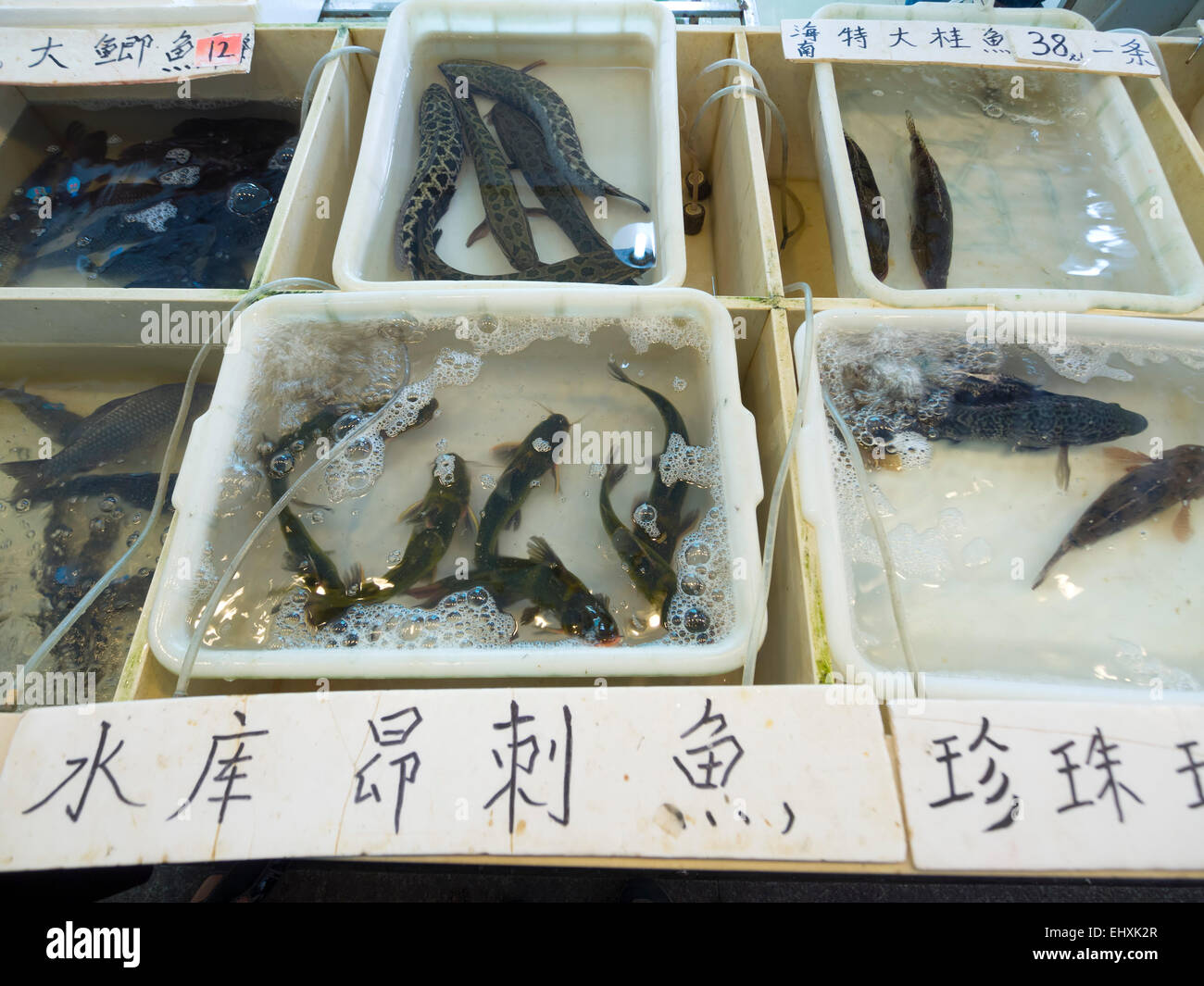 Fischmarkt in Shanghai, China Stockfoto