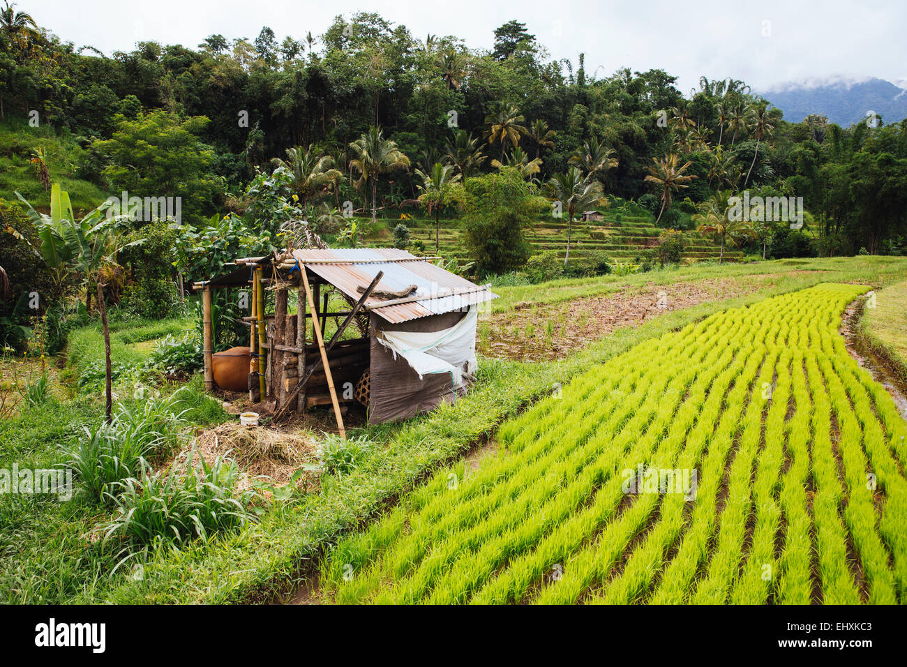 Indonesien, Bali, grüner Reis Sämlinge im Reisfeld Stockfoto