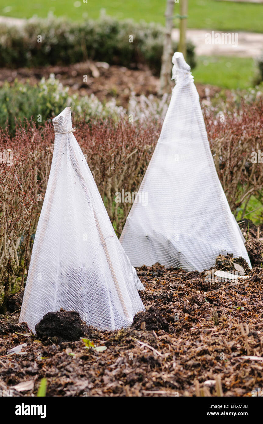 Vliese schützen zarte Pflanzen vor Frost in einem Garten Stockfoto