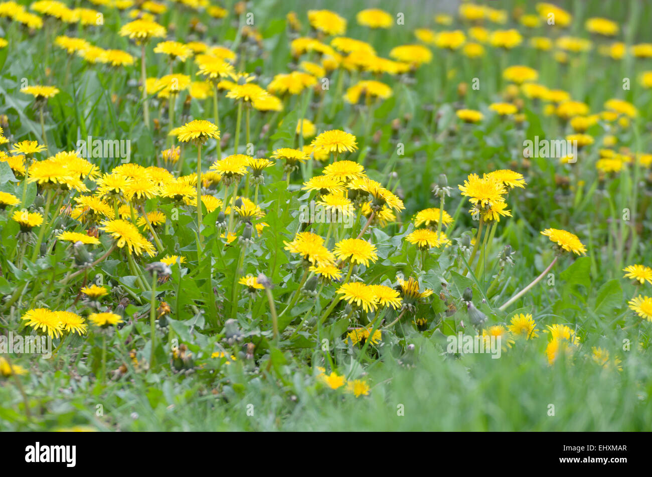 Gelber Löwenzahn Feld Nahaufnahme von niedrigen Winkel horizontale Stockfoto