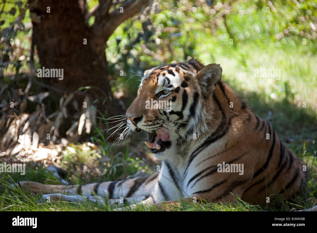 Knurrend Tiger (Panthera Tigris) liegt im Schatten, Südafrika Stockfoto