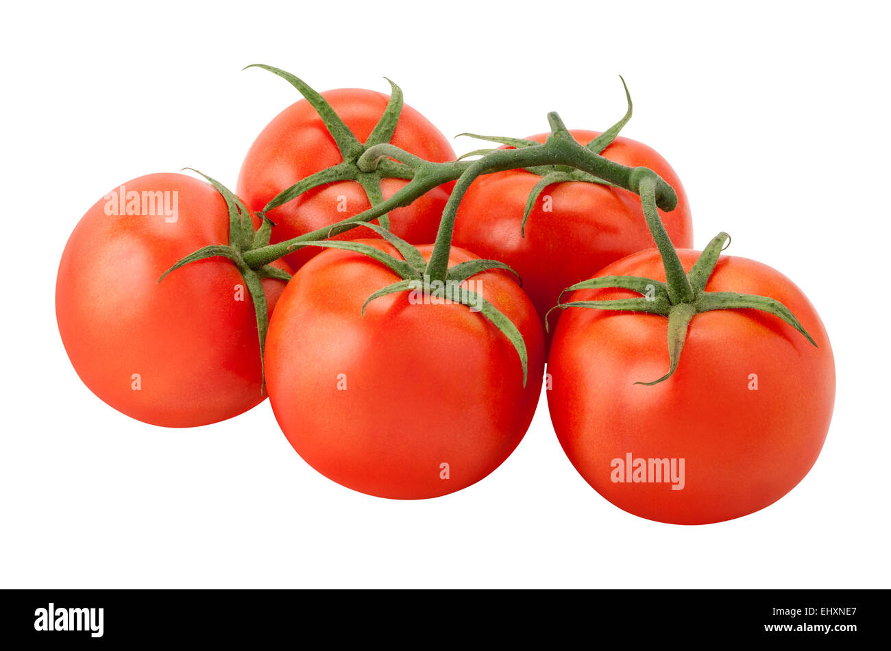 Tomaten an den Rebstöcken isoliert auf weiss Stockfoto