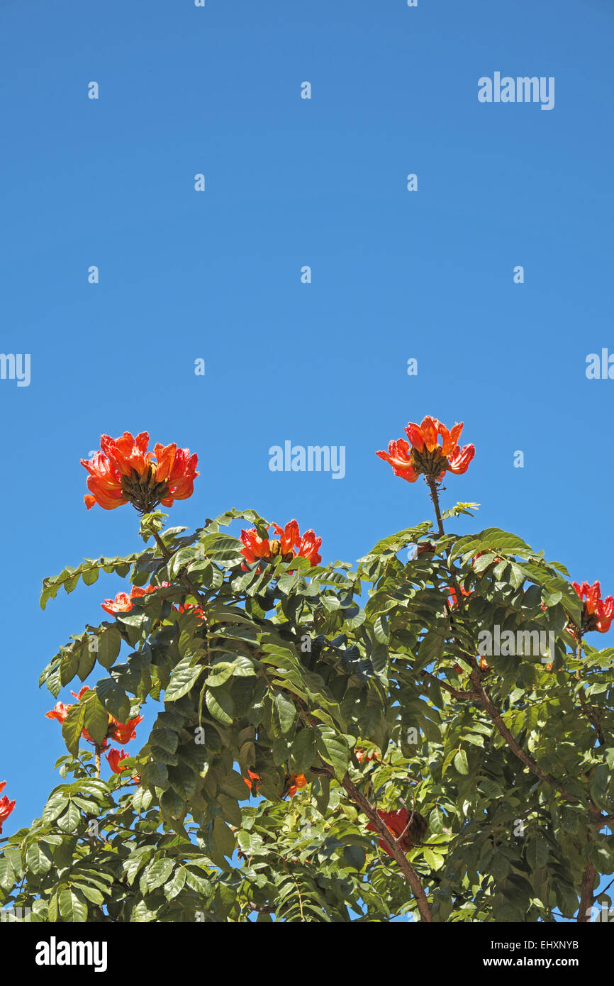 Blumen der afrikanische Tulpenbaum (spathodea campanulata), Gran Canaria, Kanarische Inseln, Spanien. Stockfoto
