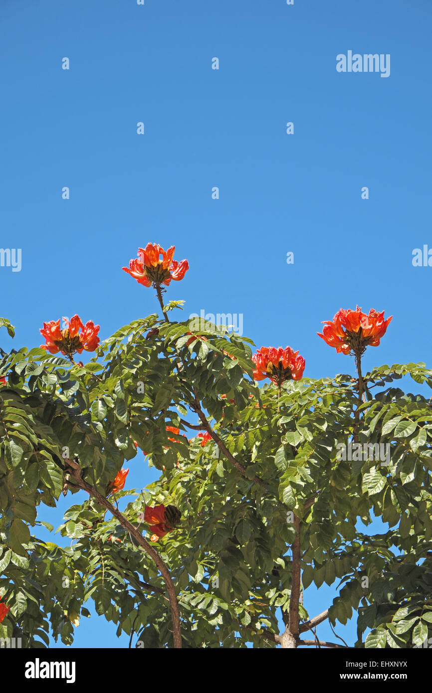 Blumen der afrikanische Tulpenbaum (spathodea campanulata), Gran Canaria, Kanarische Inseln, Spanien. Stockfoto