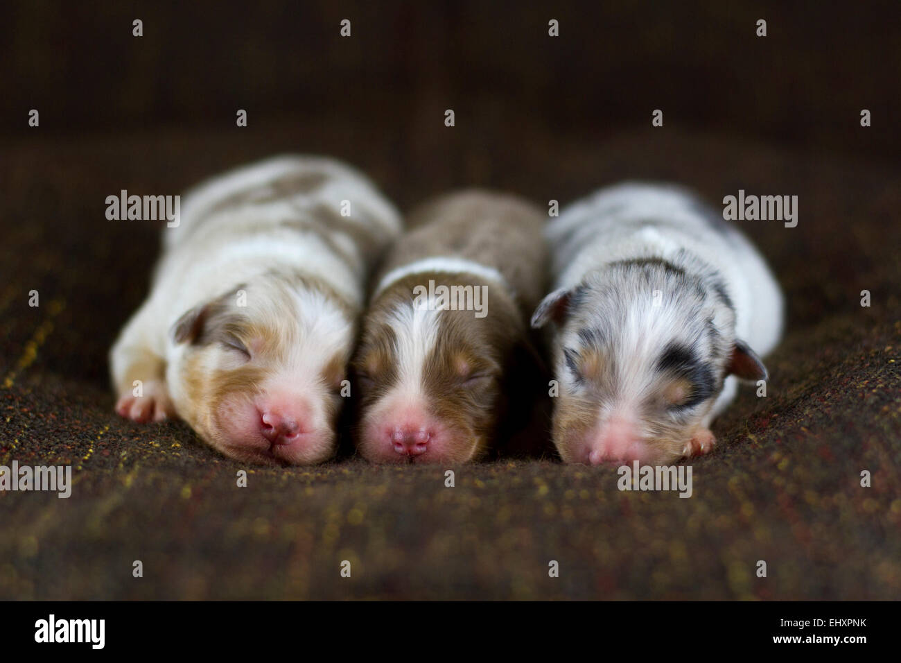 Australian shepherd blue merle newborn Fotos und Bildmaterial in hoher Auflösung Alamy