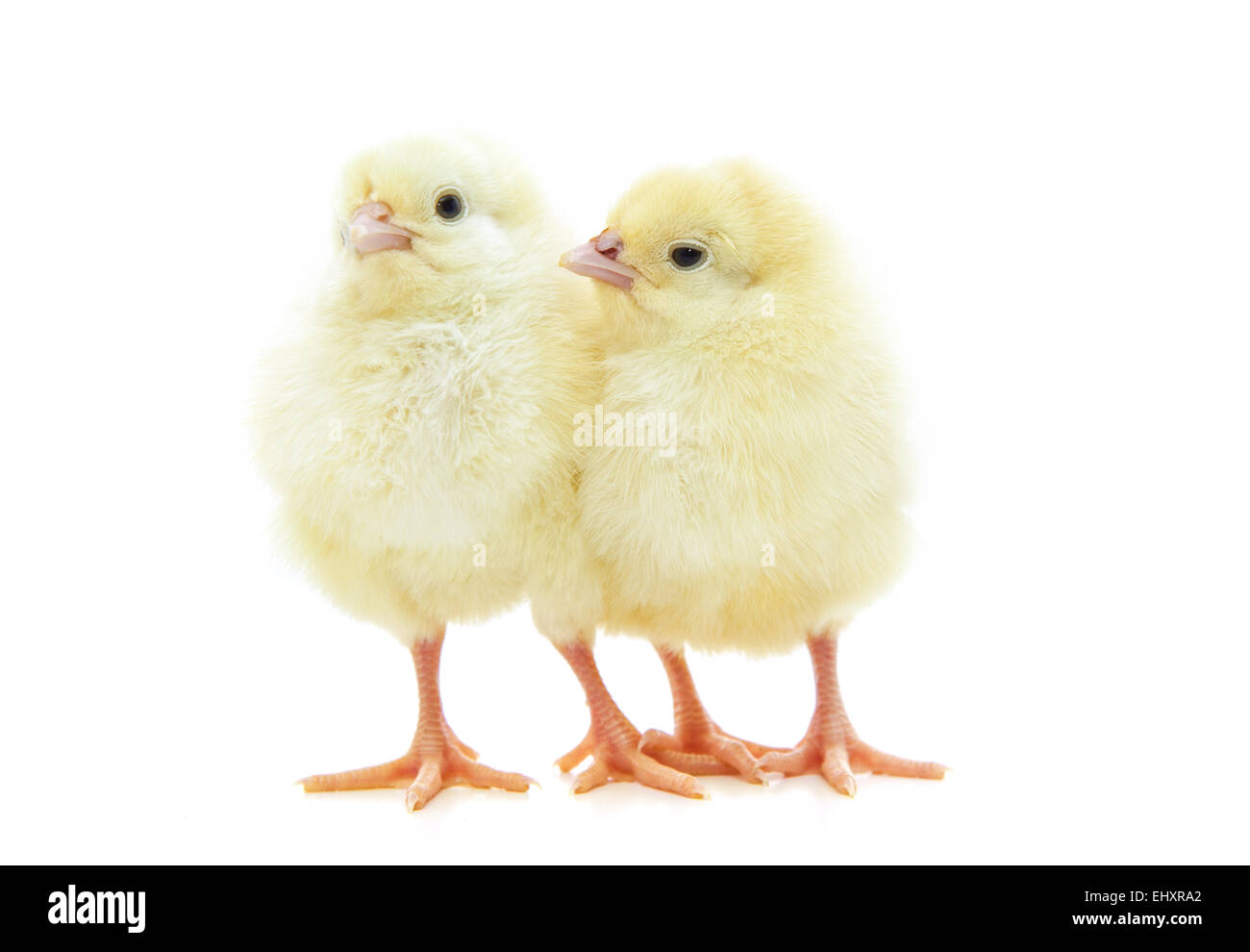 Niedliche kleine Küken auf weißem Hintergrund Stockfoto