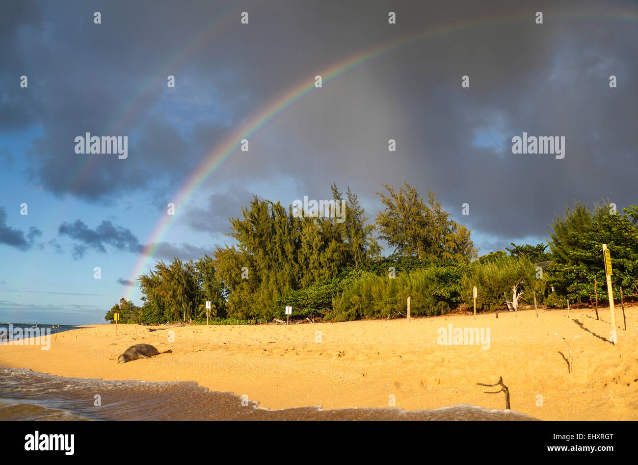 Hawaiianische Mönchsrobbe in der Nähe von Tunnels Beach auf Kauai mit doppelten Regenbogen in Ferne Stockfoto