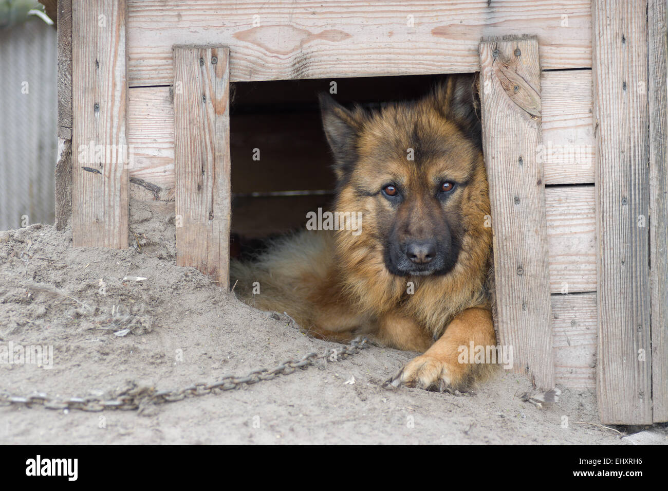 Niedliche Land Hund in seiner Hundehütte Stockfoto