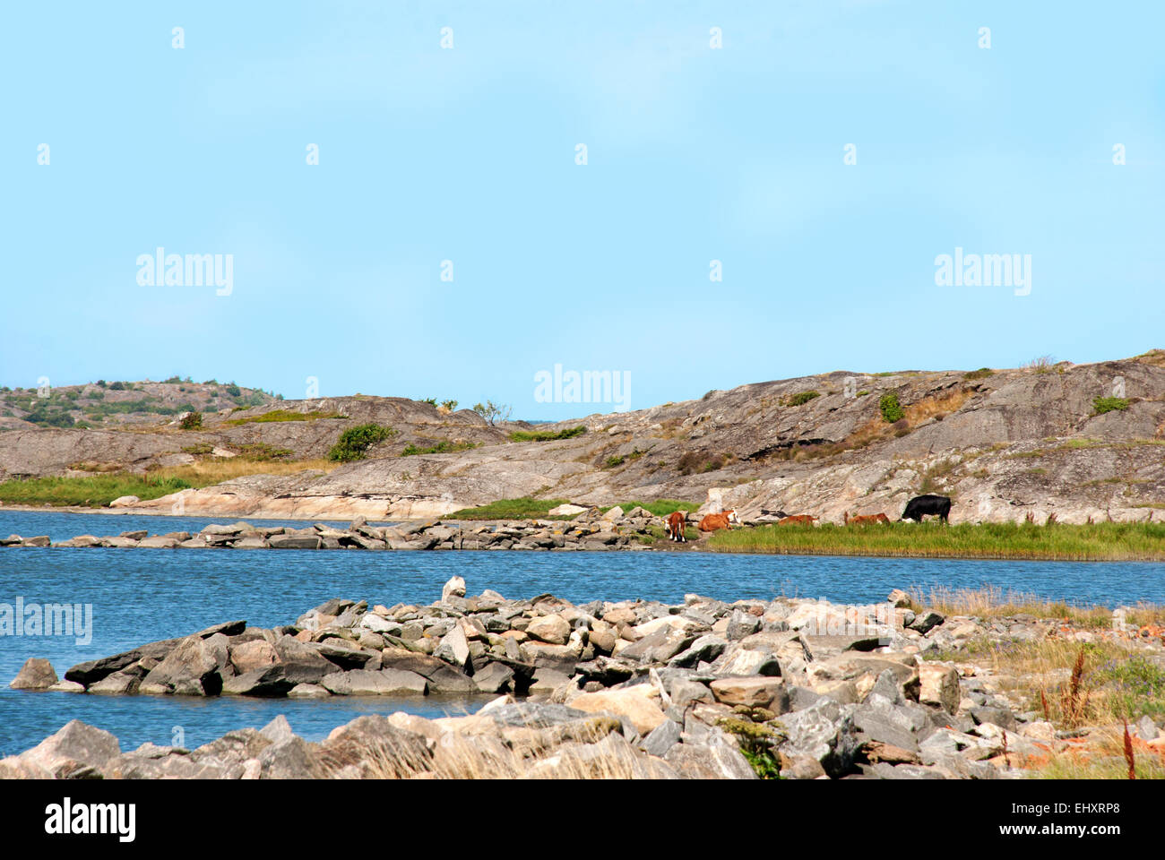 Schwedische Küste Bohuslan Archipel in der Nähe von Göteborg Schwedische Westküste sonniger Strand Küste mit Felsen und Klippen und Kühe W Stockfoto