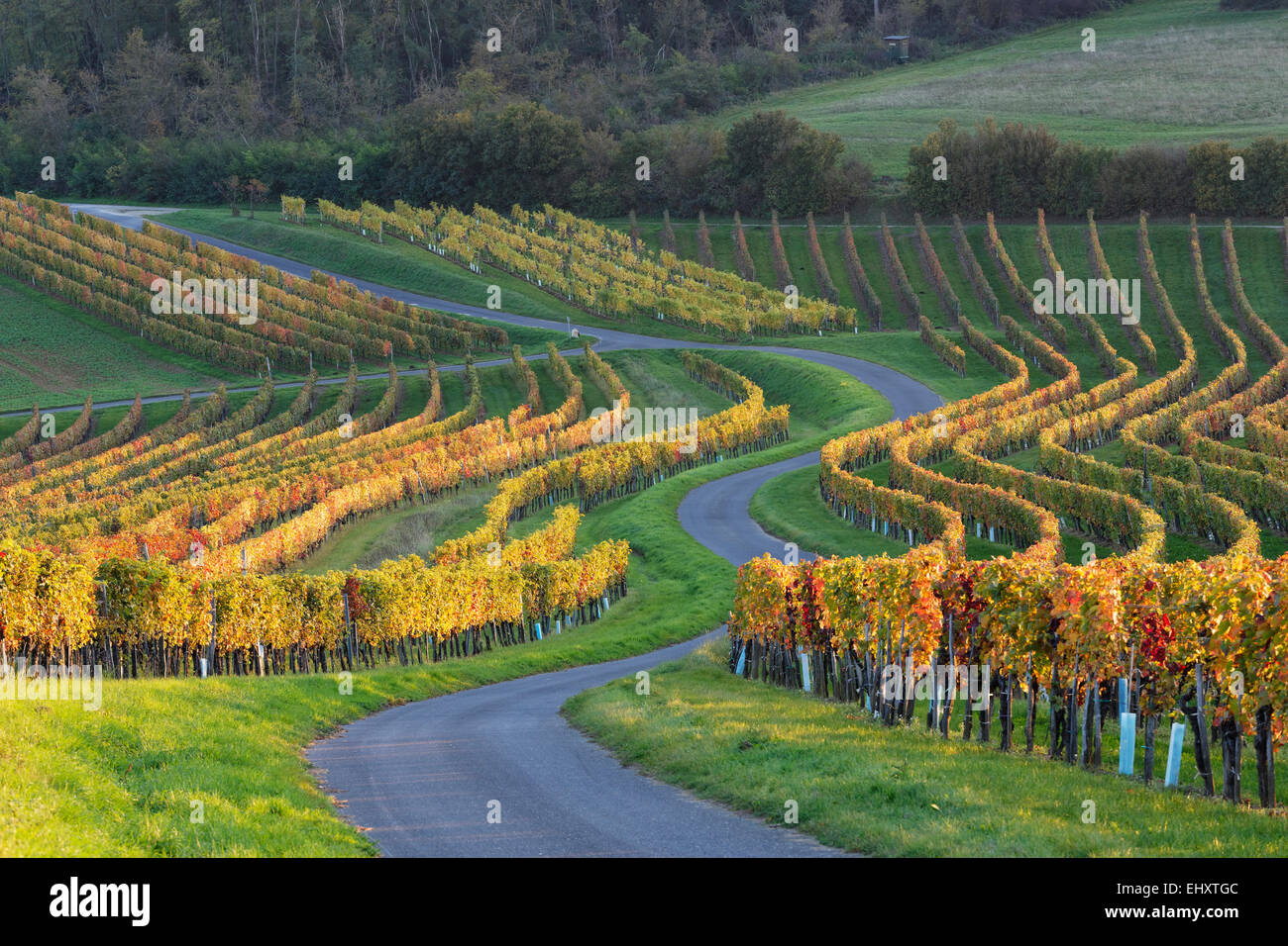 Österreich, Burgenland, Oberpullendorf Bezirk, Neckenmarkt, Straße und Weinberg im Herbst Stockfoto
