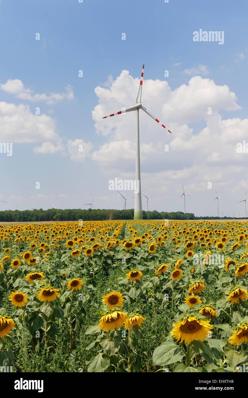 Österreich, Burgenland, Sonnenblumenfeld und Wind farm Moenchhof-Halbturn Stockfoto