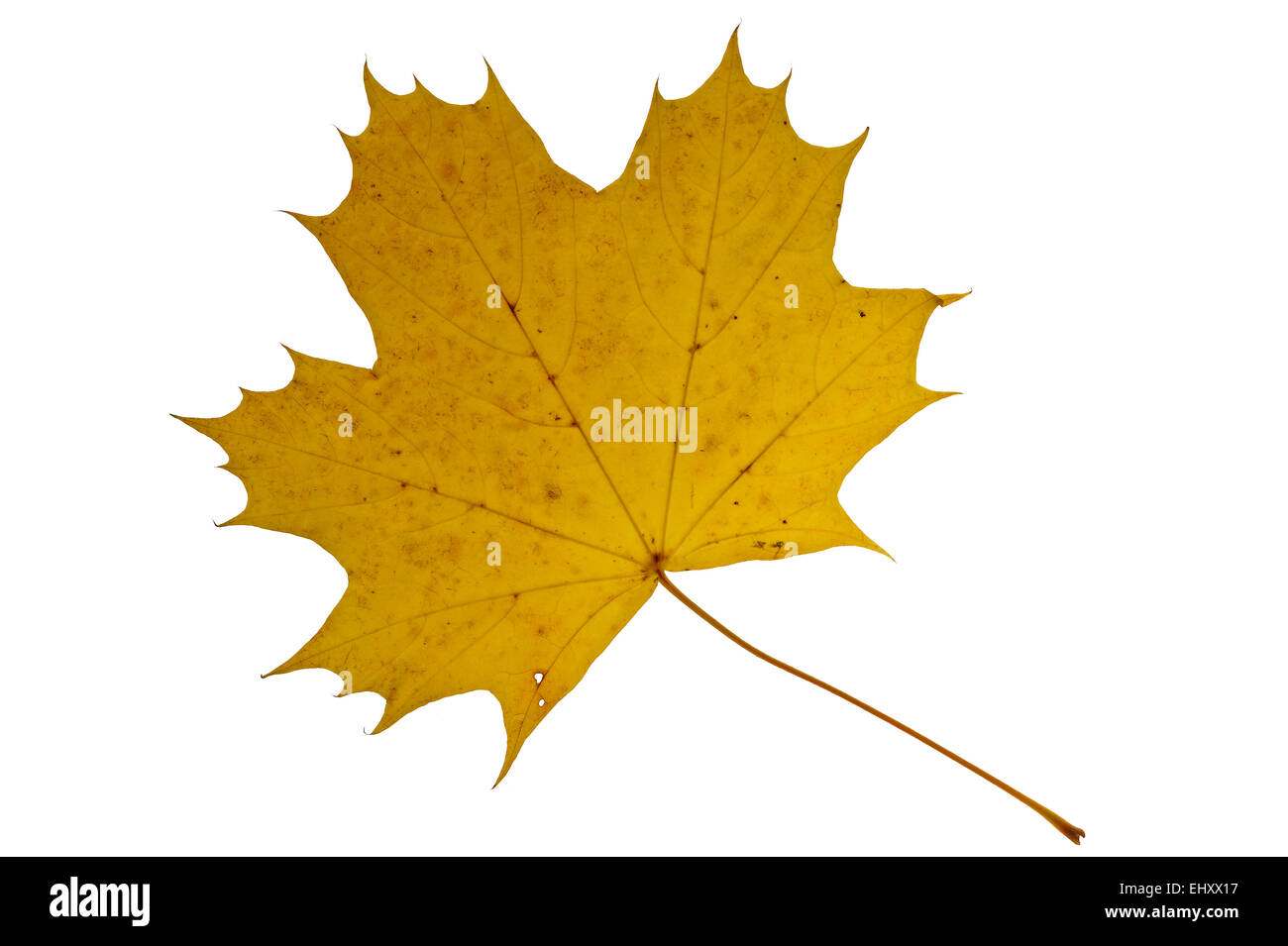 Zucker-Ahorn / (Acer Saccharum) Ahornblatt in Herbstfarben, ursprünglich aus Nordamerika vor weißem Hintergrund rock Stockfoto