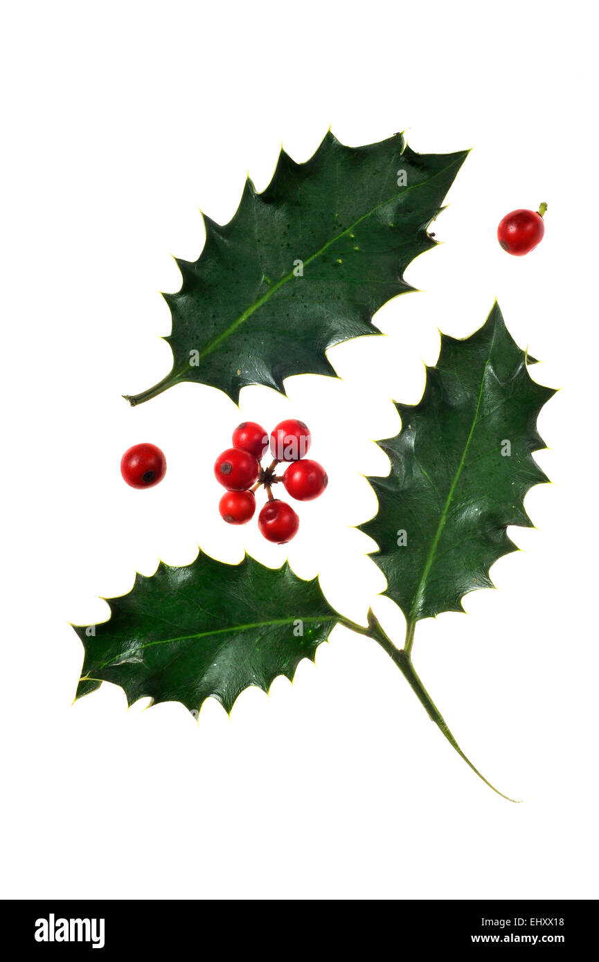 Gemeinsamen Holly / English Holly / Stechpalme (Ilex Aquifolium) Nahaufnahme der Blätter und Beeren gegen weißer Hintergrund Stockfoto