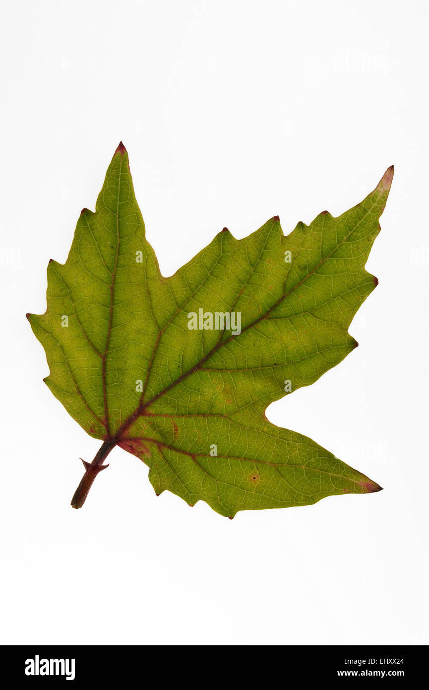 Mapleleaf Viburnum / Maple-leaved Viburnum / Dockmackie (Viburnum Acerifolium) Blatt in herbstlichen Farben, ursprünglich aus USA auf weiß Stockfoto