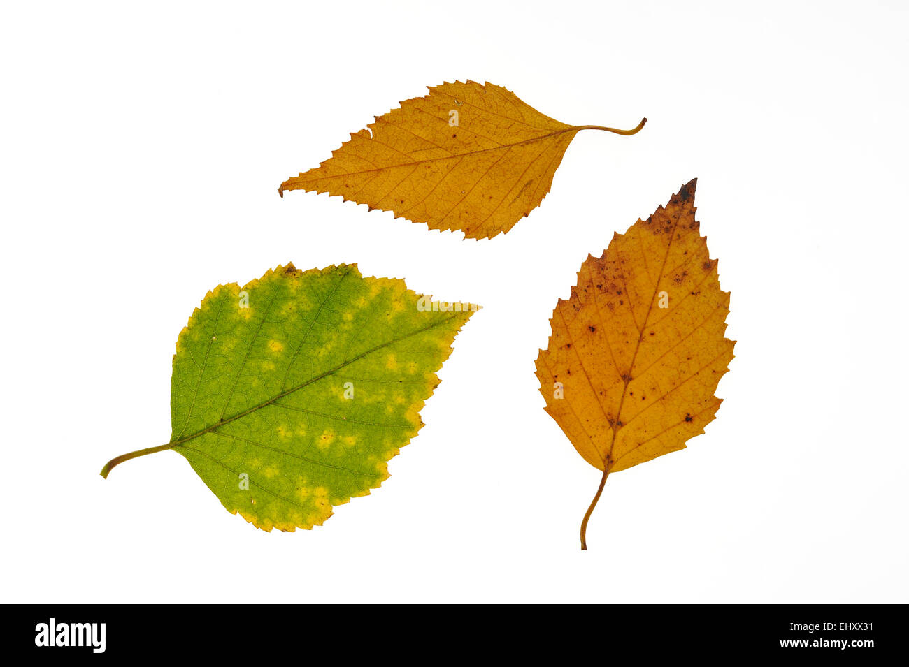 Papier-Birke / amerikanische weiße Birke / Kanu-Birke (Betula Papyrifera) Blätter in Herbstfärbung, ursprünglich aus Nordamerika auf weiß Stockfoto