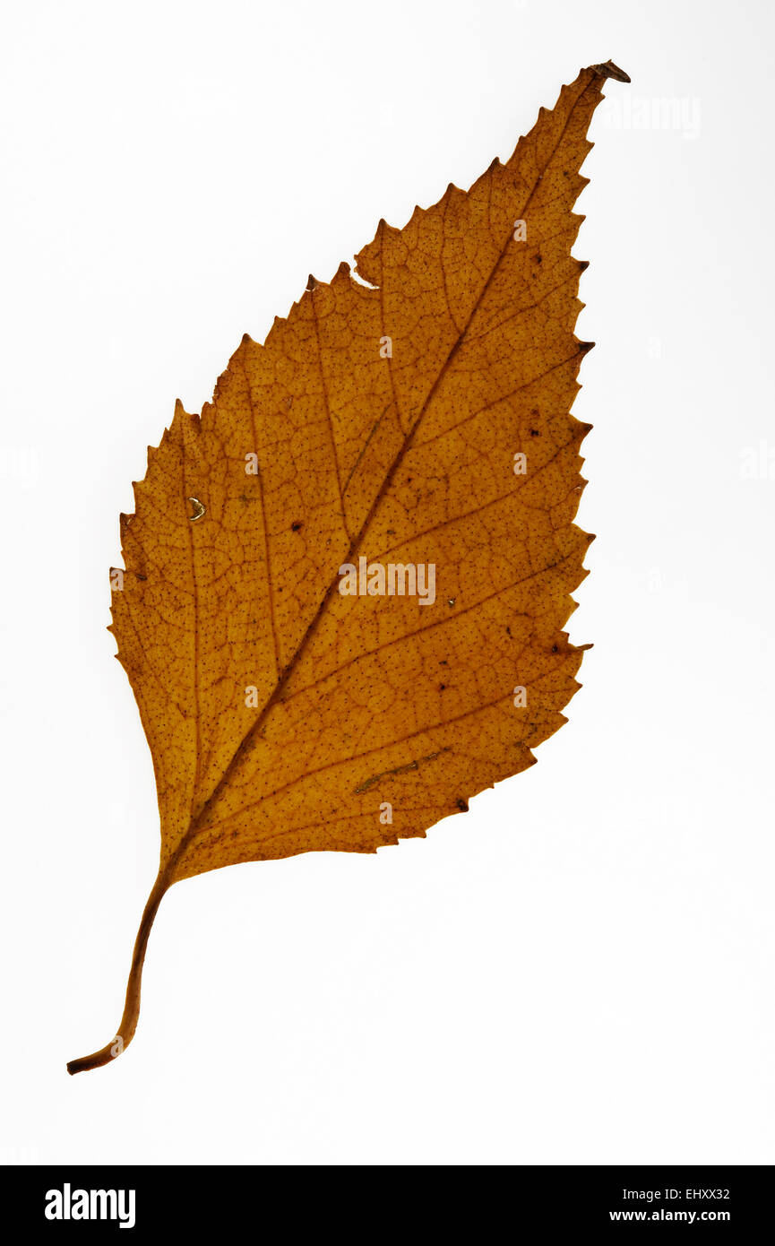 Papier-Birke / amerikanische weiße Birke / Kanu-(Betula Papyrifera) Birkenblatt in Herbstfarben vor weißem Hintergrund, USA Stockfoto