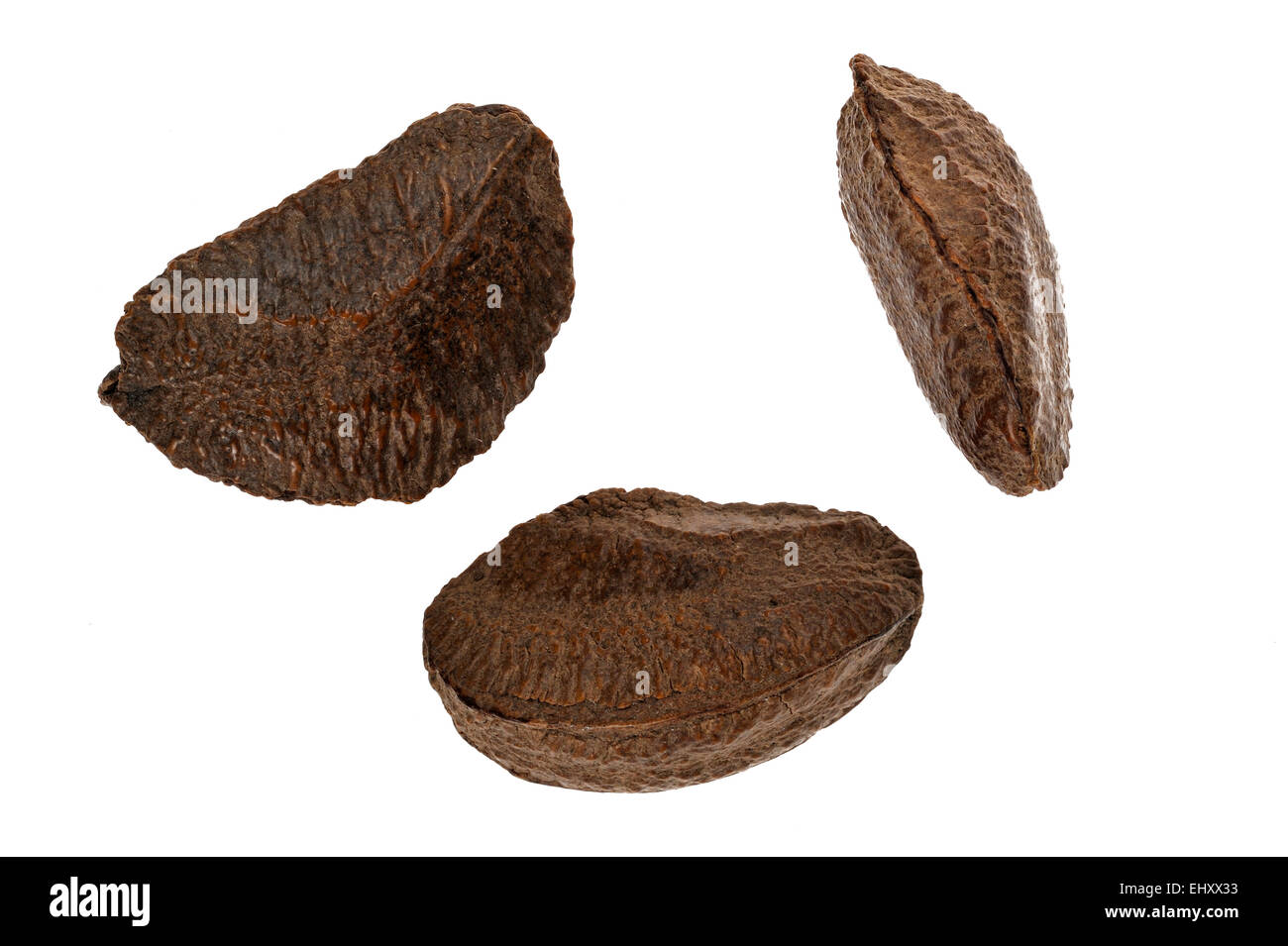 Paranuss-Samen in der Schale (Bertholletia Excelsa), ursprünglich aus Südamerika vor weißem Hintergrund Stockfoto