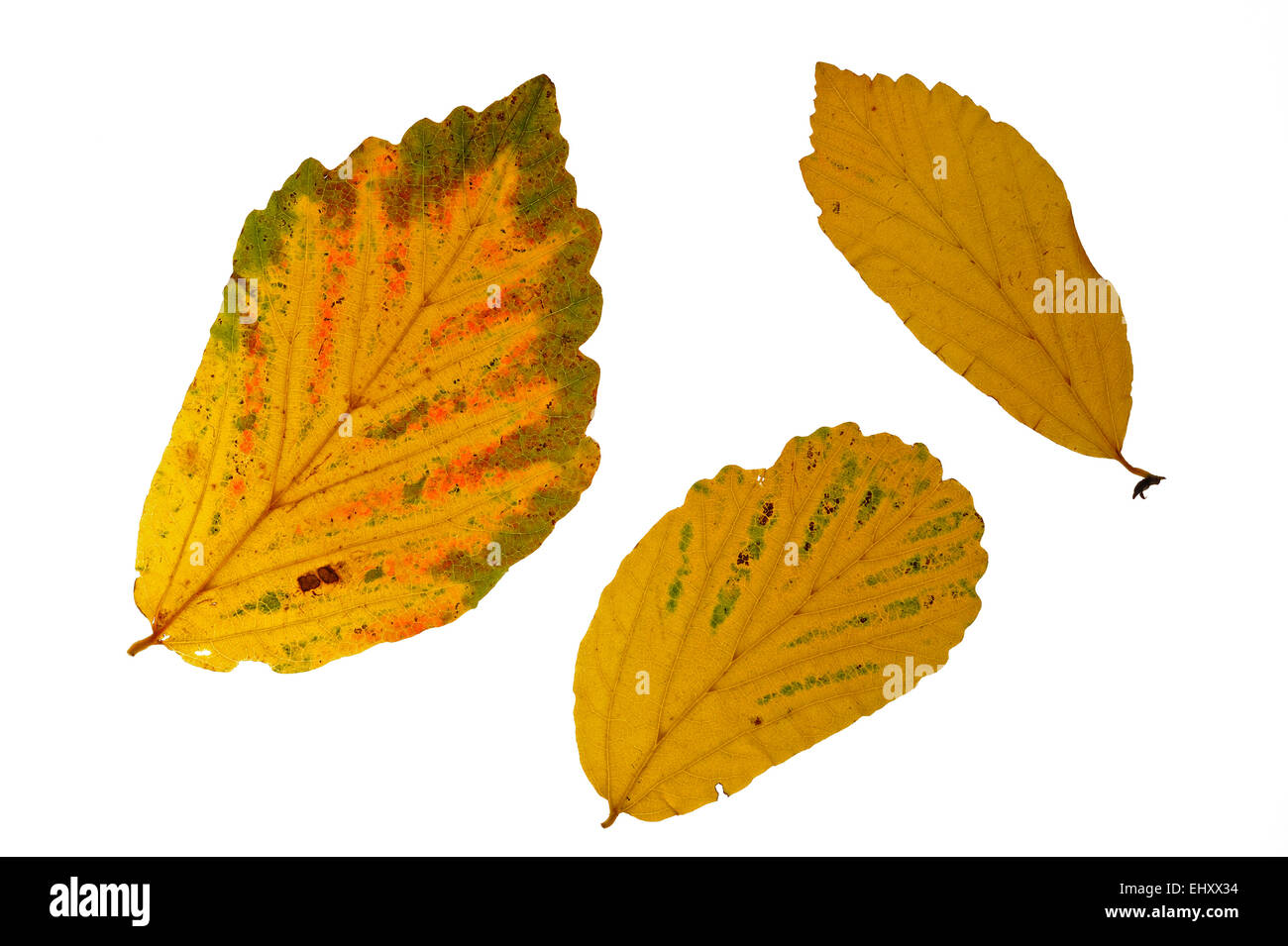 Persische Eisenholz (Parrotia Persica) Blätter in Herbstfärbung, stammt aus dem Iran vor weißem Hintergrund Stockfoto