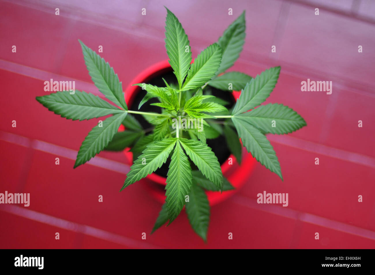 Cannabis-Pflanze Stockfoto