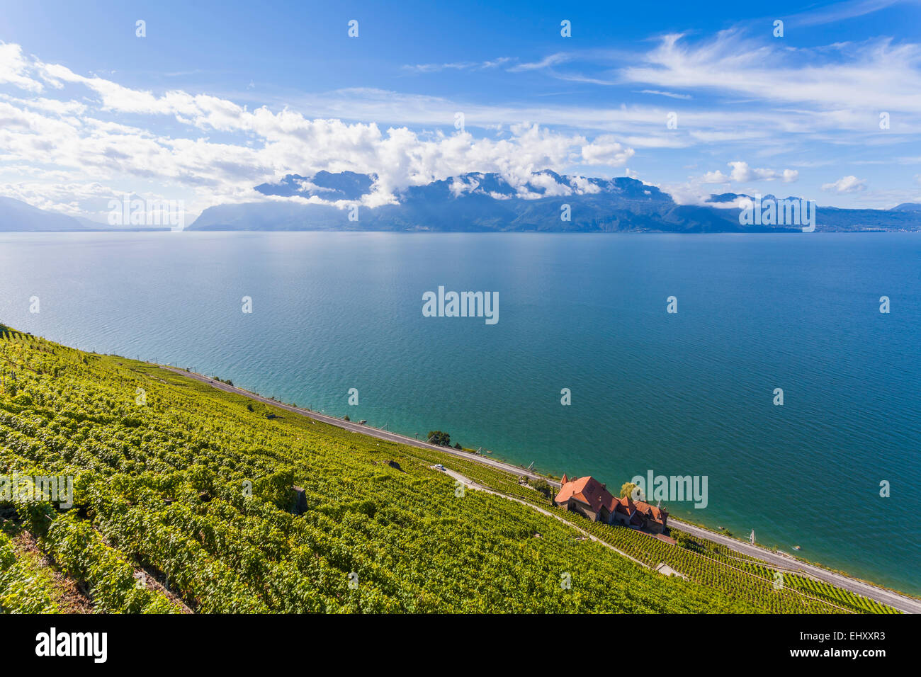 Schweiz, Lavaux, Genfer See, Weingut Clos des Abbayes Stockfoto Schweiz, Lavaux, Genfer See, Weingut Clos des Abbayes Stockfoto