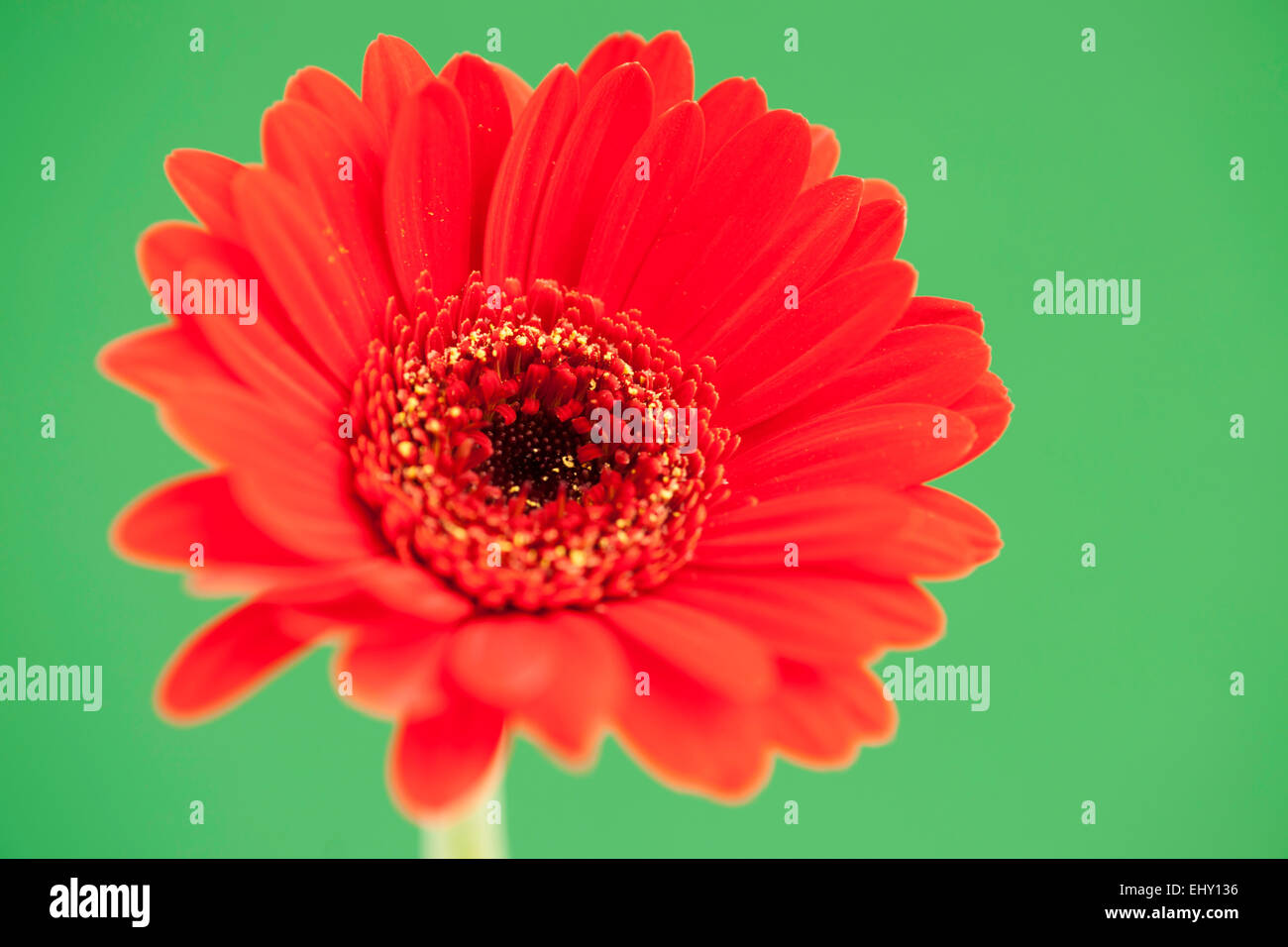 Eine isolierte helle rote Gerbera Blüte auf einem kontrastierenden grünen Hintergrund. Stockfoto