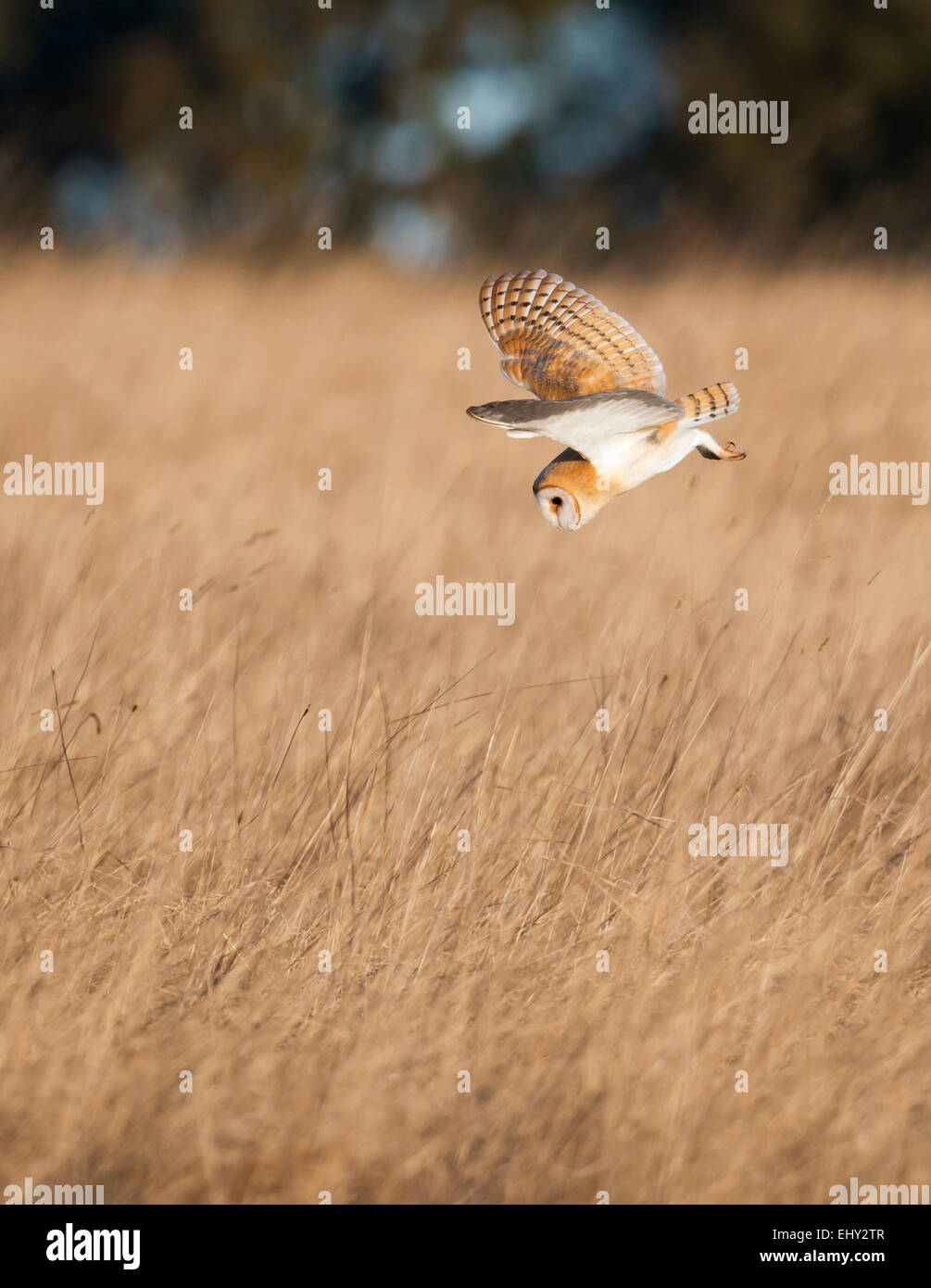 Wilde Schleiereule Tyto Alba Tauchen im goldenen Morgensonne auf Beute über Cotswolds Grasland Stockfoto