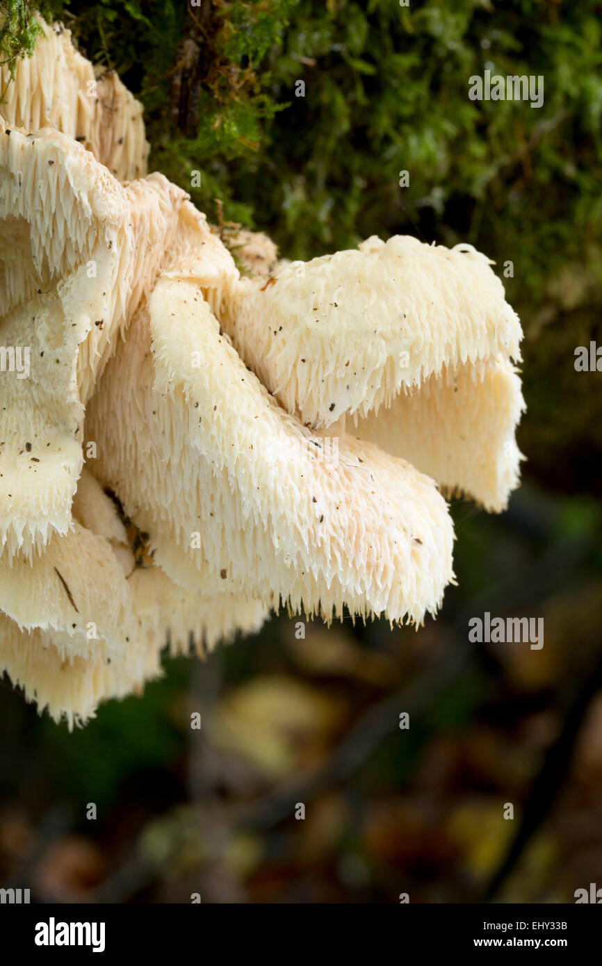 Igel Pilz; Hericium Erinaceum Cornwall; UK Stockfoto