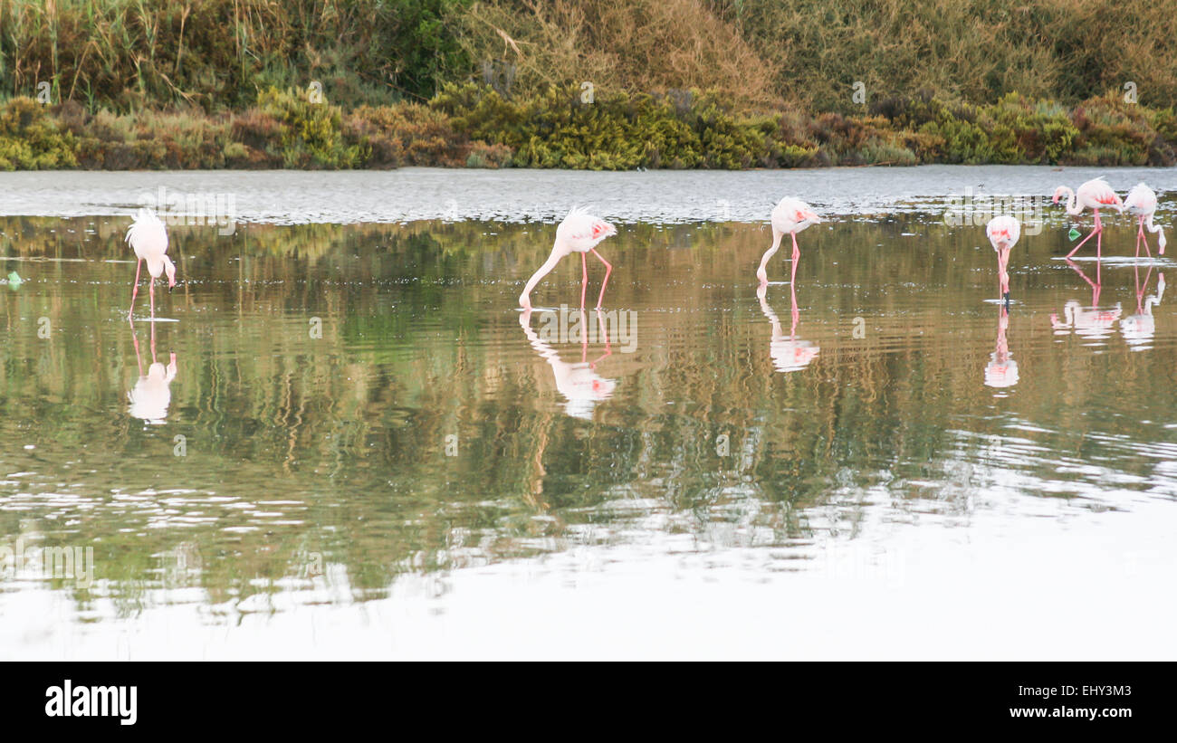 Gehen Sie in den Teich. Flamingos in Cagliari. Stockfoto