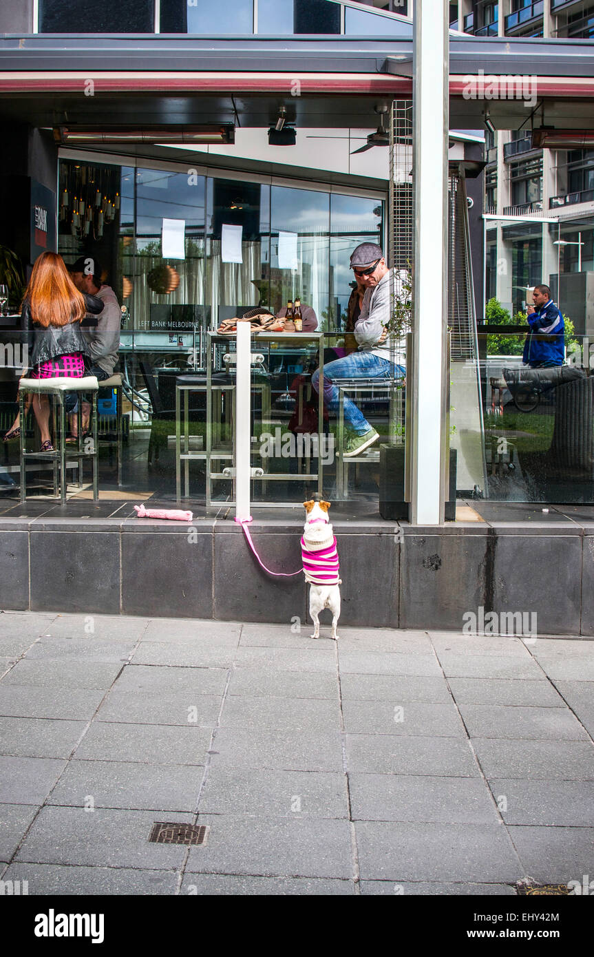 Jack Russell an der Leine befasst sich eifrig mit seinem Besitzer, die in einem Café, Restaurants und Bars ist in der Hoffnung auf etwas zu essen. Stockfoto