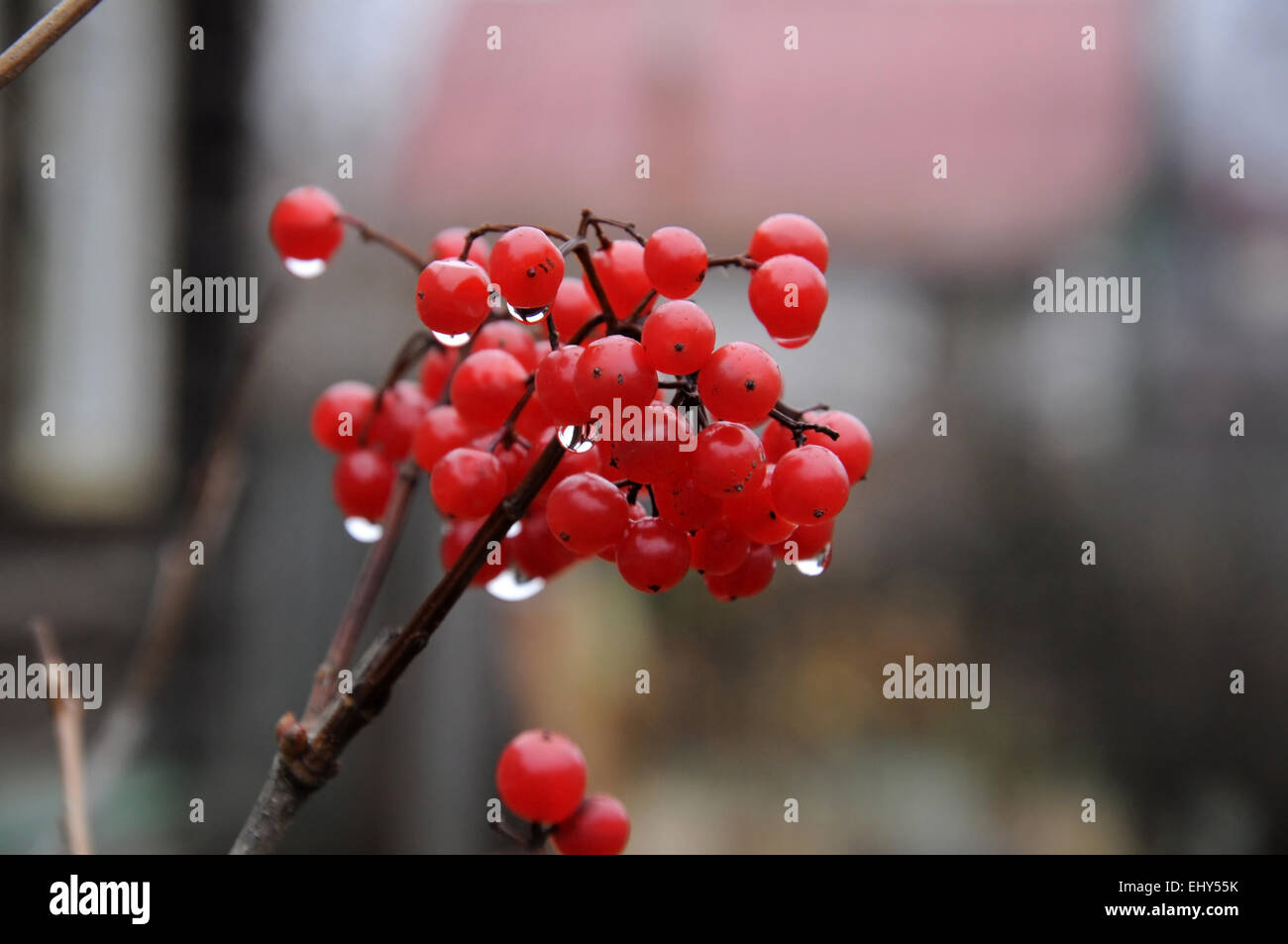 Viburnum Früchte auf den Busch im Spätherbst. Stockfoto