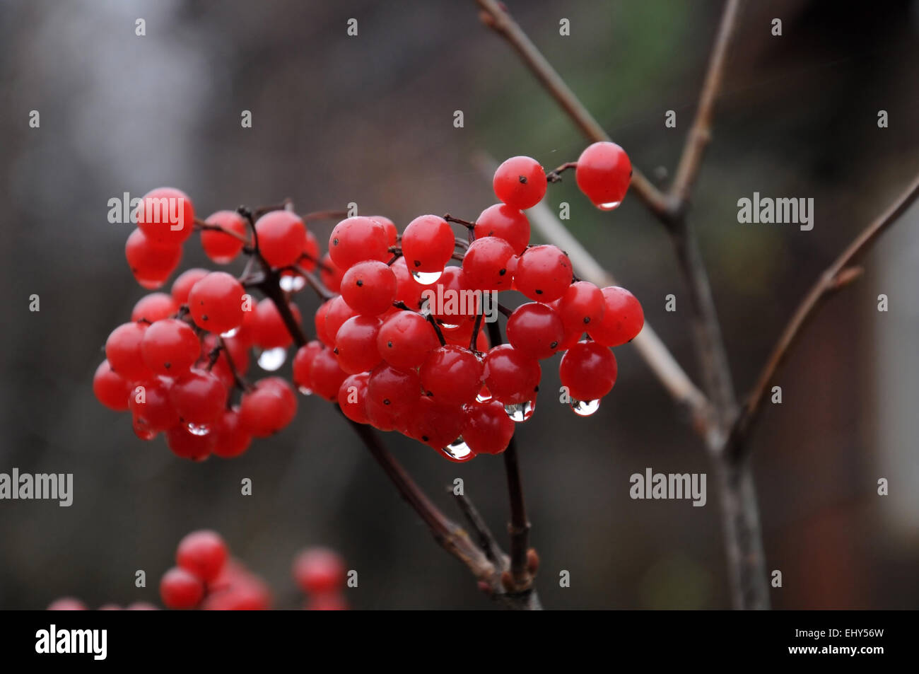 Viburnum Früchte auf den Busch im Spätherbst. Stockfoto