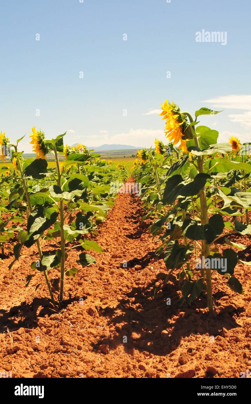 Reihen von riesigen Sonnenblumen - USA Stockfoto