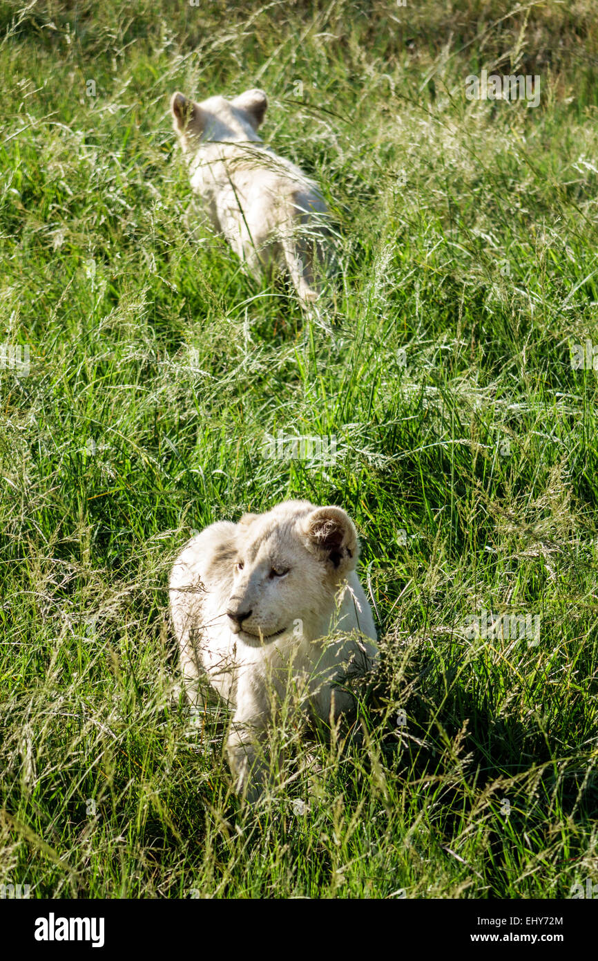 Johannesburg Südafrika, Lion Park, Tierschutz, weißes Löwenjunges, SAfri150304079 Stockfoto