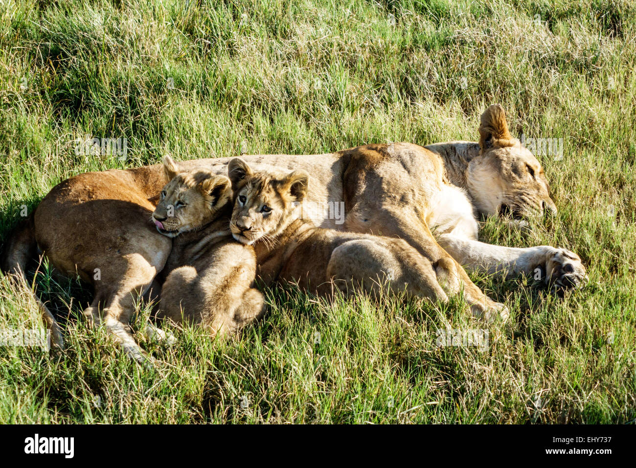 Johannesburg Südafrika, Lion Park, Tierschutz, Löwe, Weibchen, Mutter, Junge, SAfri150304086 Stockfoto