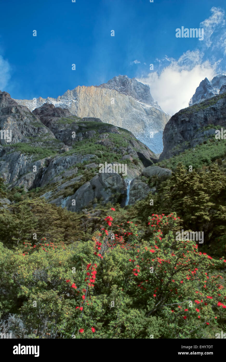 Malerische Aussicht von blühenden Büschen im Torres del Paine Nationalpark in Süd amerikanischen Anden Stockfoto