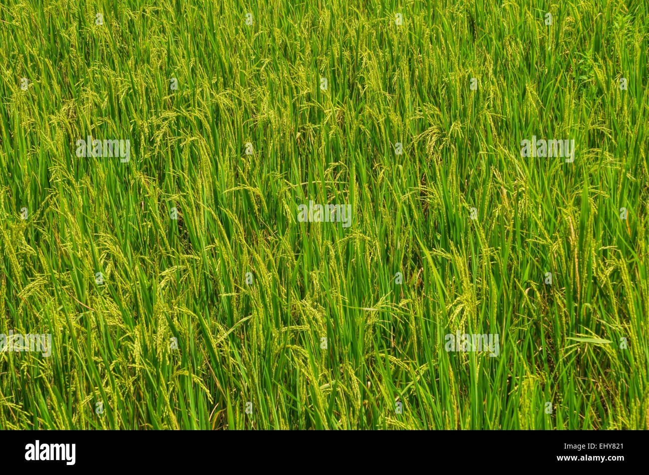 Grüner Rasen auf Reisfeldern in Bangladesch Stockfoto