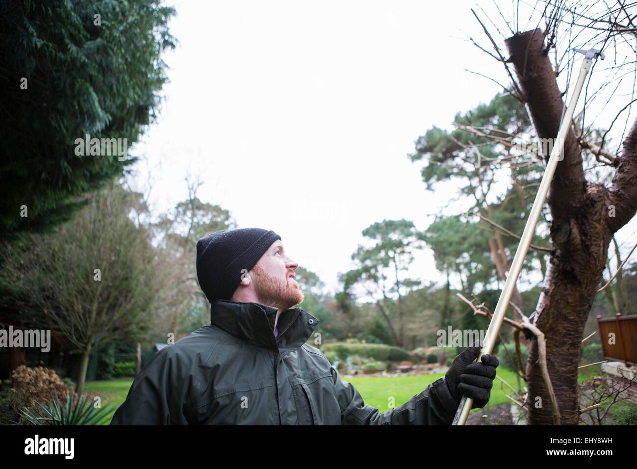 Mann Beschneidung Zweig des Baumes mit Scheren, Bournemouth, Grafschaft Dorset, UK, Europa Stockfoto